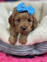 Nutmeg, a female Cavapoo and Cavalier King Charles Spaniel for sale in Marshfield, MO – 2 of 10