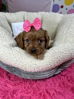 Ruby, a female Cavapoo and Cavalier King Charles Spaniel for sale in Marshfield, MO – 3 of 10