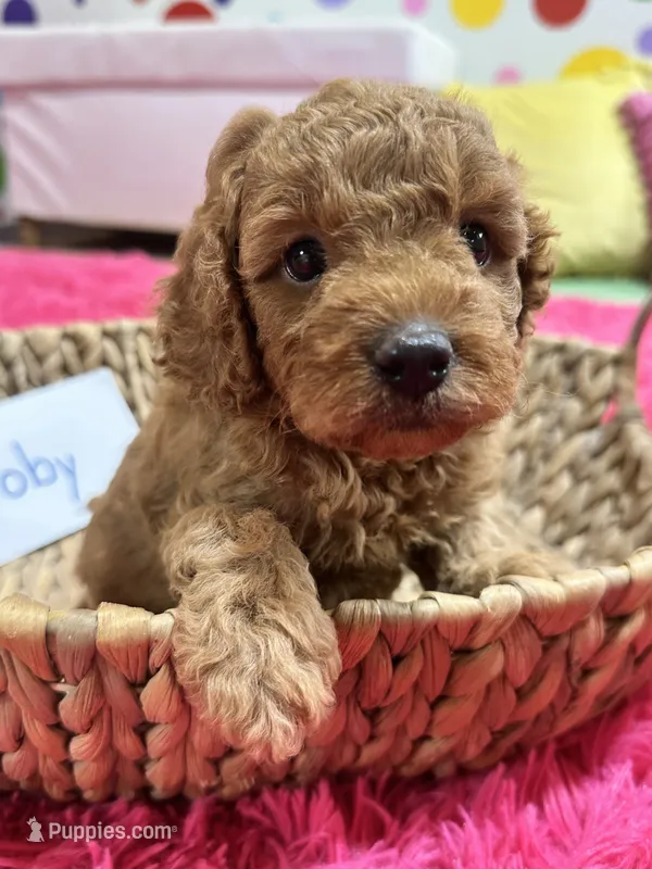 Toby  – Cavapoo, Cavalier King Charles Spaniel puppy for sale in Marshfield, MO