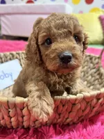 Toby , a male Cavapoo and Cavalier King Charles Spaniel for sale in Marshfield, MO – 1 of 10