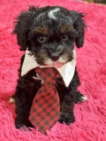 Gabriel , a male Cavapoo and Cavalier King Charles Spaniel for sale in Marshfield, MO – 2 of 10