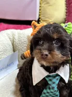 Snickers , a male Cavapoo and Cavalier King Charles Spaniel for sale in Marshfield, MO – 3 of 9