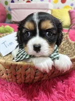 Tim, a male Cavalier King Charles Spaniel for sale in Marshfield, MO – 6 of 10