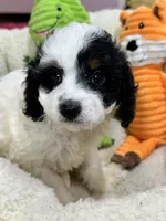 Daisy , a female Cavapoo and Cavalier King Charles Spaniel for sale in Marshfield, MO – 4 of 6