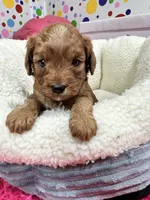 Harper , a female Cavapoo and Cavalier King Charles Spaniel for sale in Marshfield, MO – 5 of 6