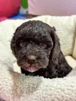 Tootsie, a female Cavapoo and Cavalier King Charles Spaniel for sale in Marshfield, MO – 8 of 10