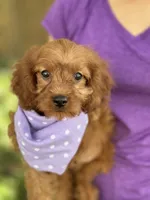 Lily , a female Cavapoo and Cavalier King Charles Spaniel for sale in Marshfield, MO – 1 of 8