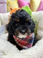 Jacob, a male Cavapoo and Cavalier King Charles Spaniel for sale in Marshfield, MO – 2 of 7
