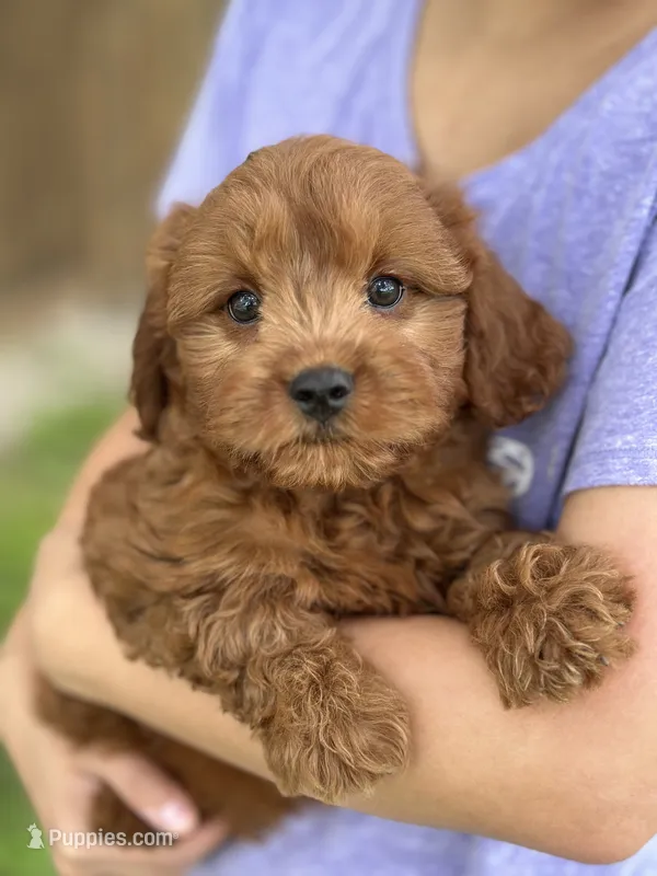 Opie – Cavapoo, Cavalier King Charles Spaniel puppy for sale in Marshfield, MO