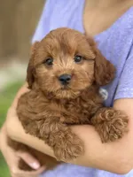 Opie, a male Cavapoo and Cavalier King Charles Spaniel for sale in Marshfield, MO – 1 of 10