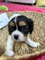 Tim, a male Cavalier King Charles Spaniel for sale in Marshfield, MO – 8 of 10