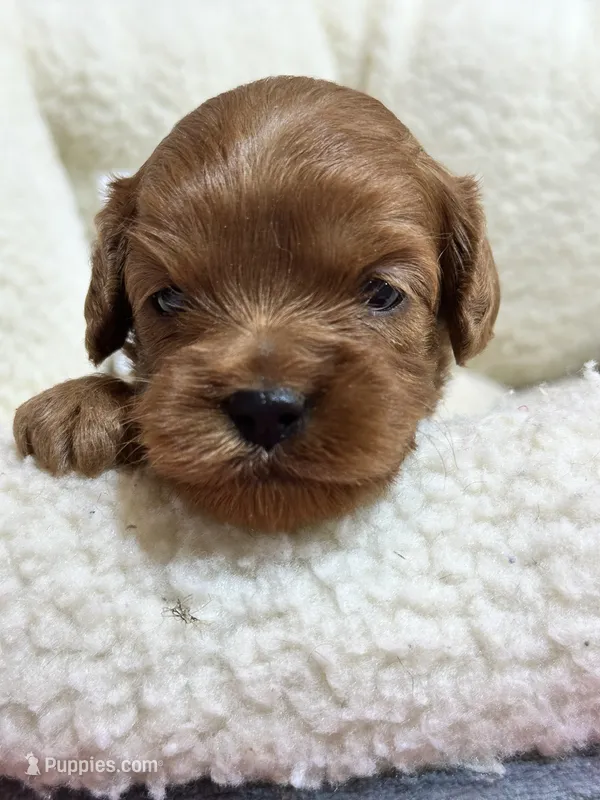 Priscilla  – Cavapoo, Cavalier King Charles Spaniel puppy for sale in Marshfield, MO