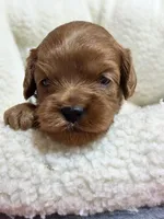 Priscilla , a female Cavapoo and Cavalier King Charles Spaniel for sale in Marshfield, MO – 1 of 8