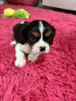 Ace , a male Cavalier King Charles Spaniel for sale in Marshfield, MO – 7 of 10