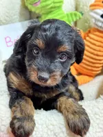 Bella , a female Cavapoo and Cavalier King Charles Spaniel for sale in Marshfield, MO – 3 of 9
