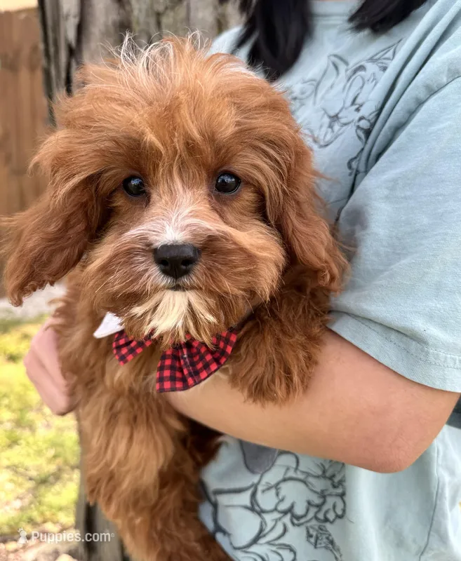 Reggie – Cavapoo, Cavalier King Charles Spaniel puppy for sale in Missouri, MO