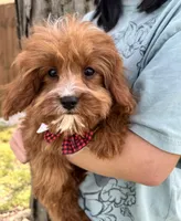 Reggie, a male Cavapoo and Cavalier King Charles Spaniel for sale in Missouri, MO – 6 of 10
