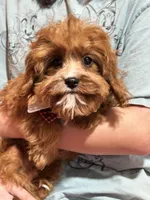 Reggie, a male Cavapoo and Cavalier King Charles Spaniel for sale in Missouri, MO – 10 of 10