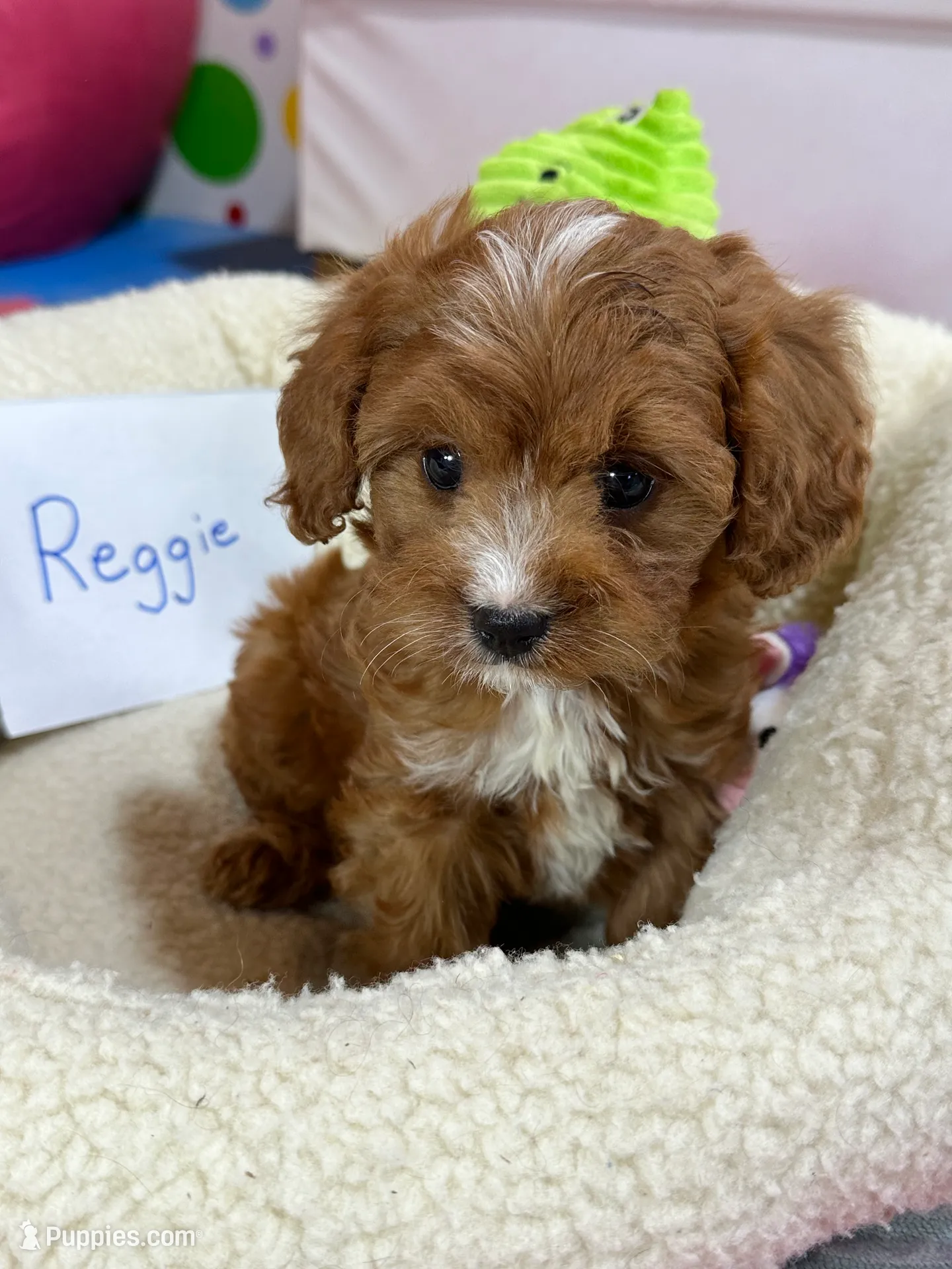 processed/73ed245b-ab36-4eee-ba22-60731d5b332c/listing/baa280bd-ca93-4e21-b489-895689b55d06/19459c64-cb1f-44b5-baa8-c0dd1446242e