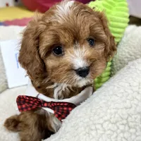 Reggie, a male Cavapoo and Cavalier King Charles Spaniel for sale in Missouri, MO – Photo 8 of 10