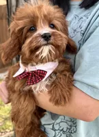 Reggie, a male Cavapoo and Cavalier King Charles Spaniel for sale in Missouri, MO – 8 of 10