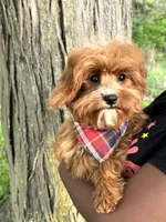 Reggie, a male Cavapoo and Cavalier King Charles Spaniel for sale in Missouri, MO – 3 of 10