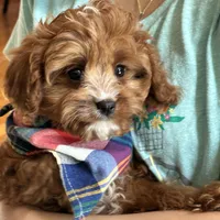 Reggie, a male Cavapoo and Cavalier King Charles Spaniel for sale in Missouri, MO – Photo 3 of 10