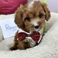 Reggie, a male Cavapoo and Cavalier King Charles Spaniel for sale in Missouri, MO – Photo 5 of 10