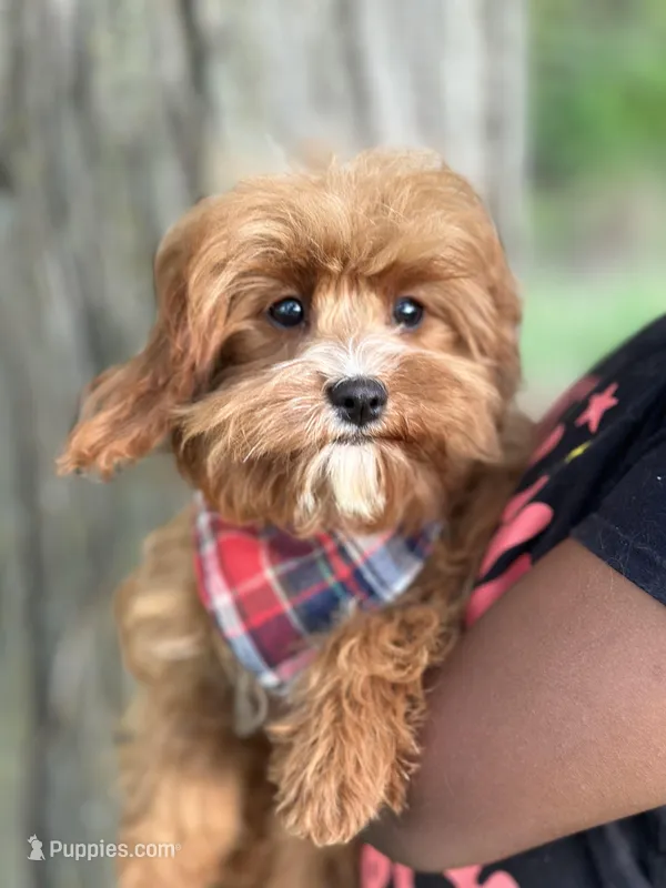 Reggie – Cavapoo, Cavalier King Charles Spaniel puppy for sale in Missouri, MO