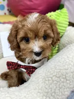 processed/73ed245b-ab36-4eee-ba22-60731d5b332c/listing/baa280bd-ca93-4e21-b489-895689b55d06/8de9c386-2c08-4b1a-92a1-14d4b1cd9db0