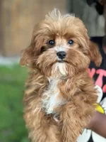 Reggie, a male Cavapoo and Cavalier King Charles Spaniel for sale in Missouri, MO – 5 of 10
