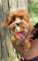 Reggie, a male Cavapoo and Cavalier King Charles Spaniel for sale in Missouri, MO – 2 of 10
