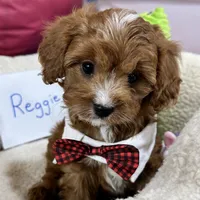 Reggie, a male Cavapoo and Cavalier King Charles Spaniel for sale in Missouri, MO – Photo 7 of 10