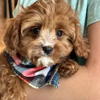 Reggie, a male Cavapoo and Cavalier King Charles Spaniel for sale in Missouri, MO – Photo 2 of 10