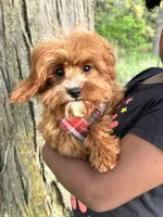 Reggie, a male Cavapoo and Cavalier King Charles Spaniel for sale in Missouri, MO – 4 of 10