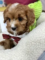 processed/73ed245b-ab36-4eee-ba22-60731d5b332c/listing/baa280bd-ca93-4e21-b489-895689b55d06/caf352d7-6455-4d81-9848-f14568e6c39d