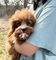 Reggie, a male Cavapoo and Cavalier King Charles Spaniel for sale in Missouri, MO – 9 of 10