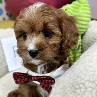 Reggie, a male Cavapoo and Cavalier King Charles Spaniel for sale in Missouri, MO – Photo 9 of 10