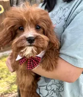 Reggie, a male Cavapoo and Cavalier King Charles Spaniel for sale in Missouri, MO – 7 of 10