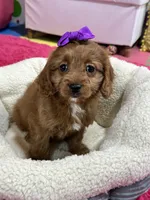 Ginger, a female Cavapoo for sale in Missouri, MO – Photo 6 of 10