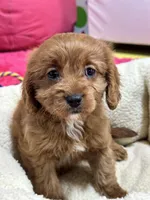 Ginger, a female Cavapoo for sale in Missouri, MO – Photo 3 of 10