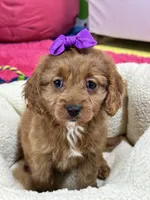 Ginger, a female Cavapoo for sale in Missouri, MO – Photo 9 of 10
