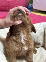 Ginger, a female Cavapoo for sale in Missouri, MO – Photo 2 of 10