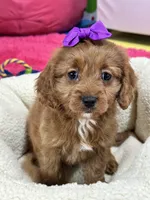 Ginger, a female Cavapoo for sale in Missouri, MO – Photo 4 of 10