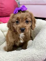 Ginger, a female Cavapoo for sale in Missouri, MO – Photo 8 of 10