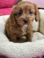 Ginger, a female Cavapoo for sale in Missouri, MO – Photo 10 of 10