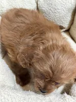 Ginger, a female Cavapoo for sale in Missouri, MO – Photo 7 of 10