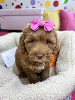 Rose, a female Cavapoo and Cavalier King Charles Spaniel for sale in Marshfield, MO – 5 of 7
