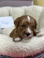Hugo , a male Cavapoo and Cavalier King Charles Spaniel for sale in Marshfield, MO – 7 of 7