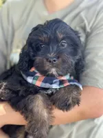 Gabe , a male Cavapoo and Cavalier King Charles Spaniel for sale in Marshfield, MO – 10 of 10